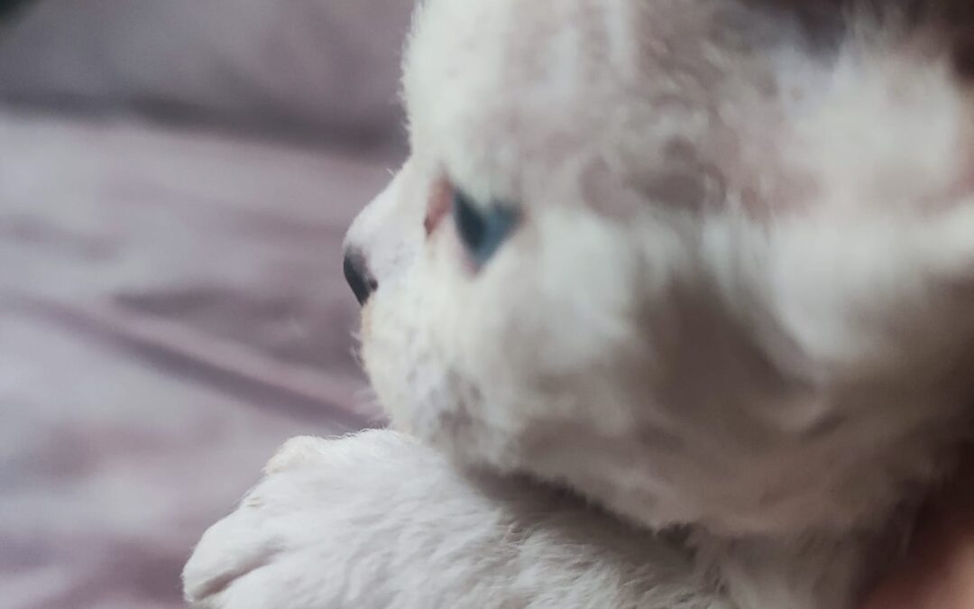 Aiko