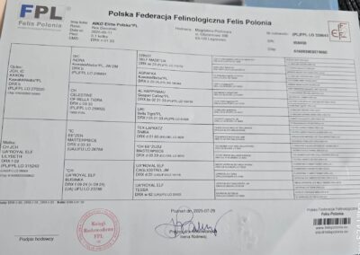 AIKO hodowla kotów devon rex elitte polska dokumentacja 1