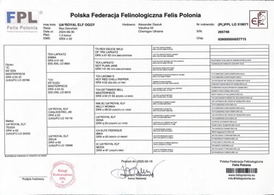 BLIK hodowla kotów devon rex elitte polska dokumentacja 1