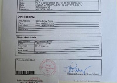 DIOR hodowla kotów devon rex elitte polska dokumentacja 8