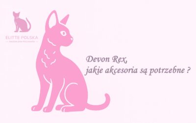 Devon Rex, jakie akcesoria są potrzebne ?