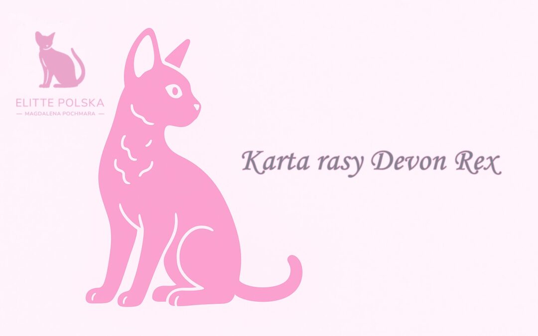 Karta rasy Devon Rex