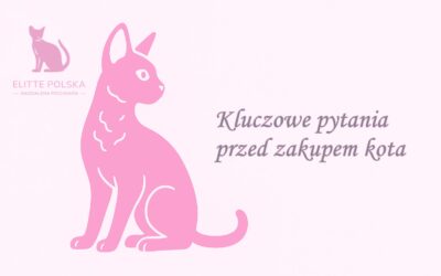 Kluczowe pytania przed zakupem kota