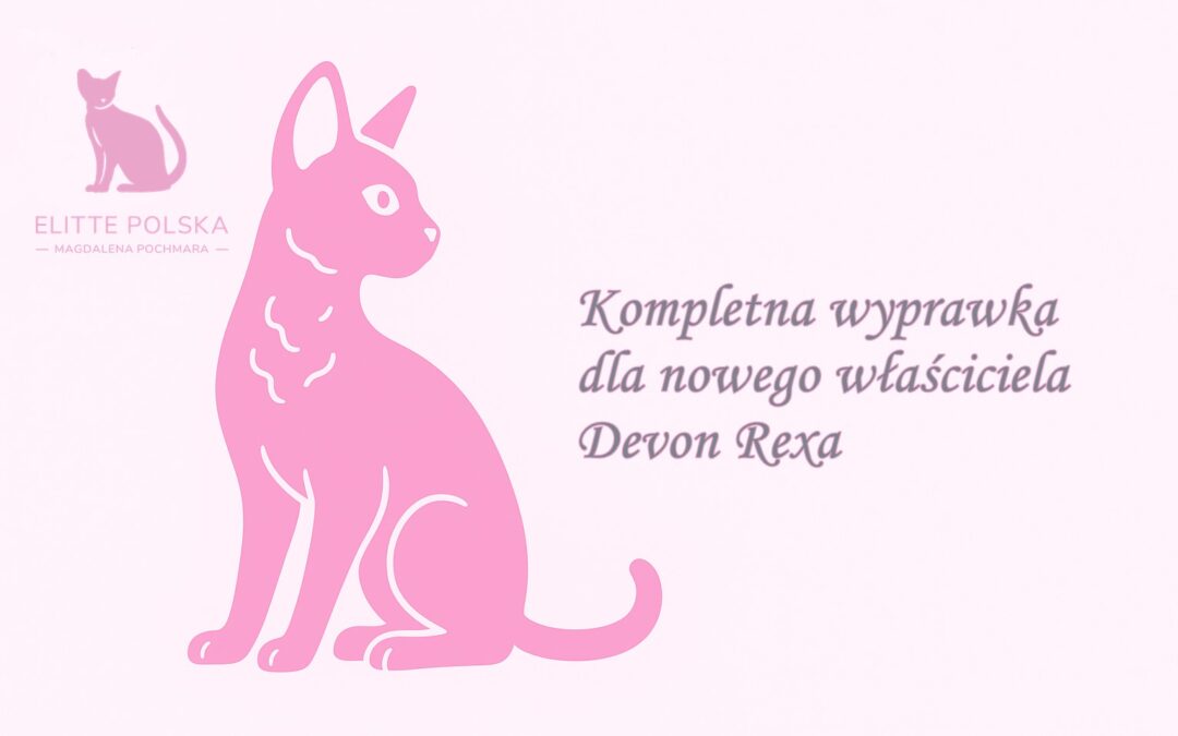 Kompletna wyprawka dla nowego właściciela Devon Rexa
