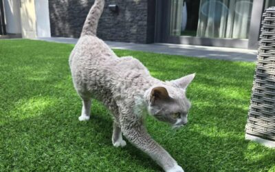 Devon Rex – rasa kota, która zachowuje się jak pies. 12 dowodów