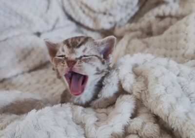 Koty Devon Rex Legionowo Elitte Polska hodowla kotów rasowych (23)