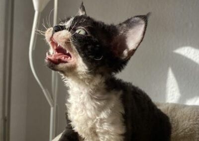 Koty Devon Rex Legionowo Elitte Polska hodowla kotów rasowych (36)