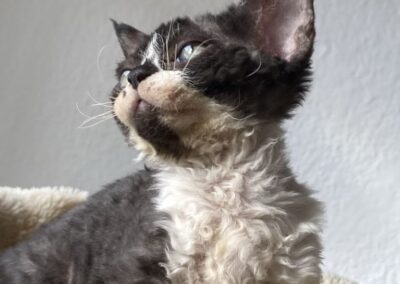 Koty Devon Rex Legionowo Elitte Polska hodowla kotów rasowych (37)