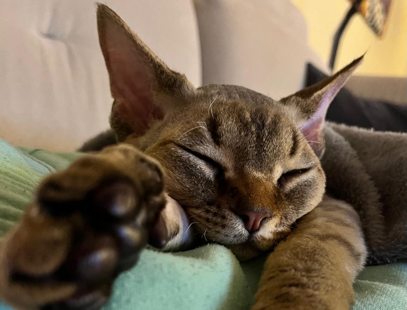 Koty Devon Rex Legionowo Elitte Polska hodowla kotów rasowych (4) kontakt