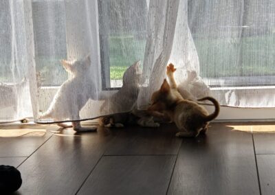 Koty Devon Rex Legionowo Elitte Polska hodowla kotów rasowych (47)