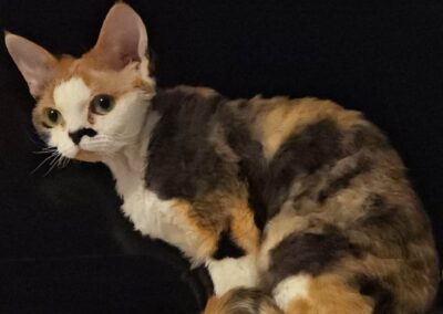 LILIBETH hodowla kotów devon rex elitte polska 23