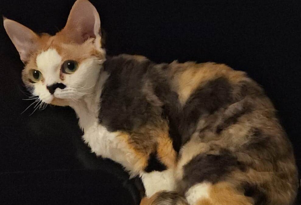 Lilybeth
