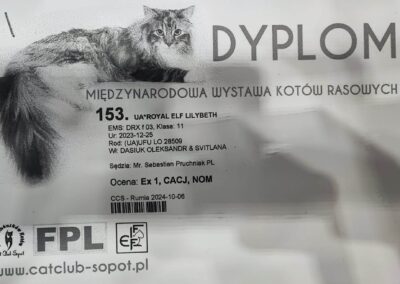 LILIBETH hodowla kotów devon rex elitte polska dokumetacja 1
