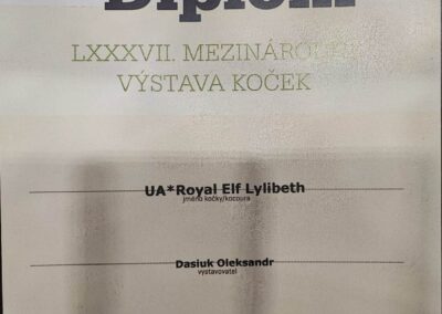 LILIBETH hodowla kotów devon rex elitte polska dokumetacja 2