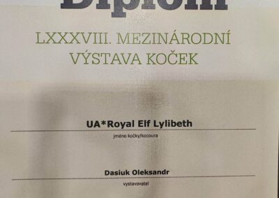 LILIBETH hodowla kotów devon rex elitte polska dokumetacja 3