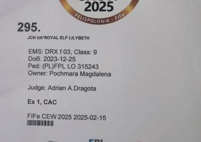 LILIBETH hodowla kotów devon rex elitte polska dokumetacja 4