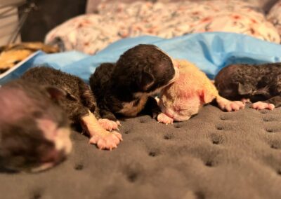 MIOT A Devon Rex Elitte Polska Hodowla Kotów Rasowych (1)