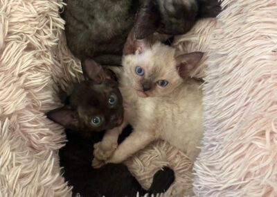 MIOT A Devon Rex Elitte Polska Hodowla Kotów Rasowych (10)
