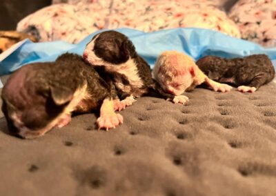 MIOT A Devon Rex Elitte Polska Hodowla Kotów Rasowych (11)