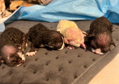 MIOT A Devon Rex Elitte Polska Hodowla Kotów Rasowych (6)