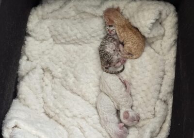 MIOT B Devon Rex Elitte Polska Hodowla Kotów Rasowych (1)