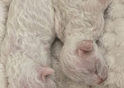 MIOT B Devon Rex Elitte Polska Hodowla Kotów Rasowych (3)