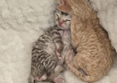 MIOT B Devon Rex Elitte Polska Hodowla Kotów Rasowych (4)