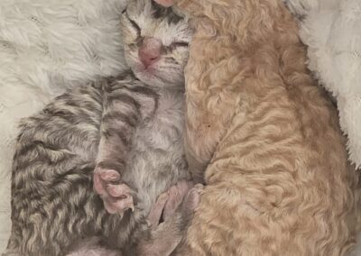 MIOT B Devon Rex Elitte Polska Hodowla Kotów Rasowych (5)