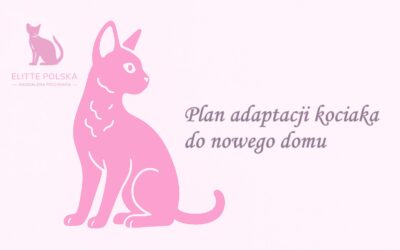 Plan adaptacji kociaka do nowego domu