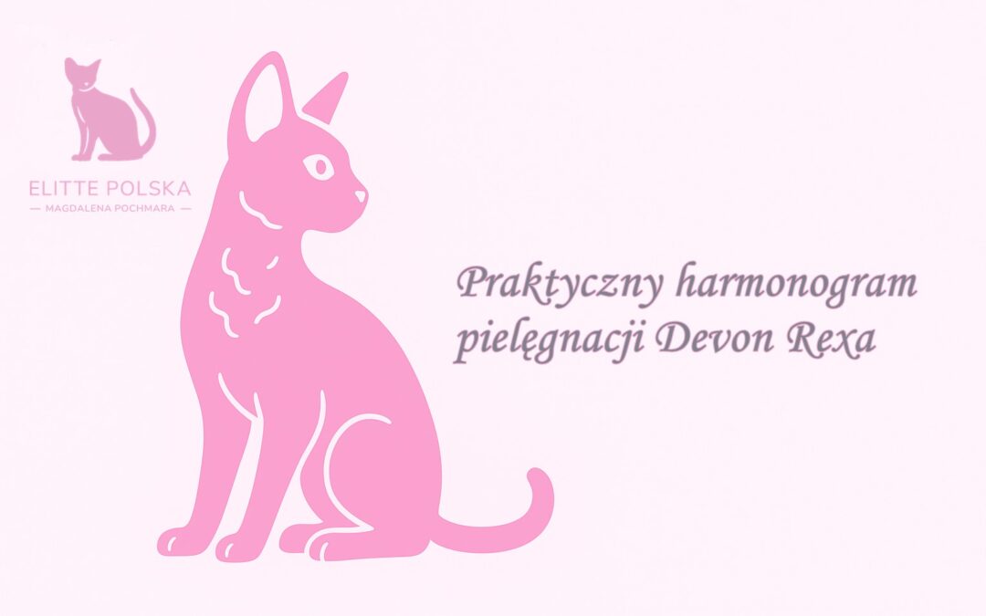 Praktyczny harmonogram pielęgnacji Devon Rexa