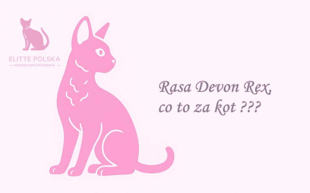 Rasa Devon Rex, co to za kot