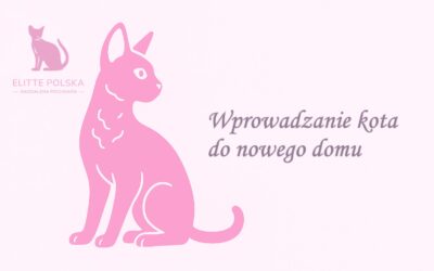 Wprowadzanie kota do nowego domu