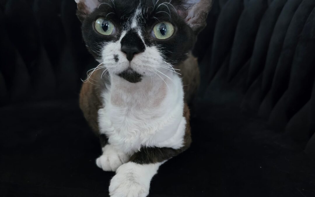 Devon Rex