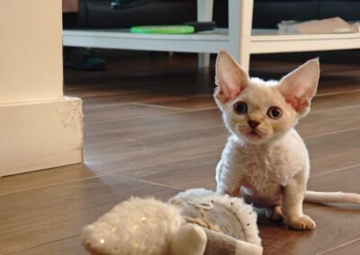 BAZYL HODOWLA KOTÓW DEVON REX LEGIONOWO FPL 8