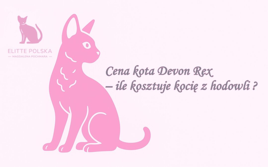 Cena kota Devon Rex – ile kosztuje kocię z hodowli ?