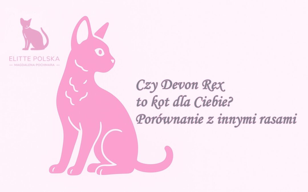 Czy Devon Rex to kot dla Ciebie? Porównanie z innymi rasami