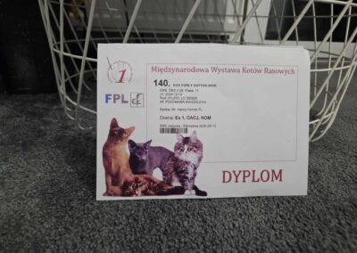 Debiut naszego kociaka Devon Rex na wystawie SMK Jedynka w Warszawie 2