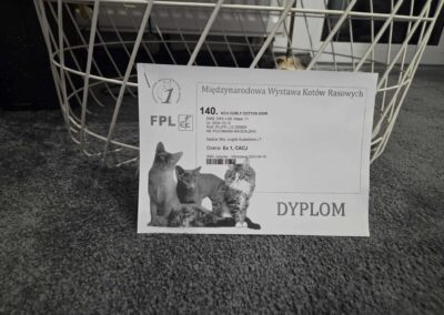 Debiut naszego kociaka Devon Rex na wystawie SMK Jedynka w Warszawie 3