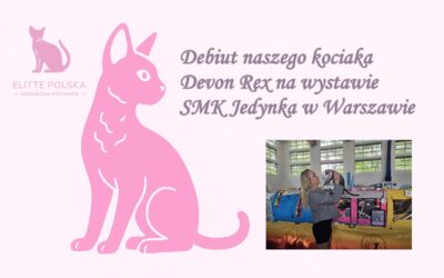 Debiut naszego kociaka Devon Rex na wystawie SMK Jedynka w Warszawie 🐾
