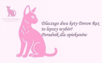 Dlaczego dwa koty Devon Rex to lepszy wybór? Poradnik dla opiekunów
