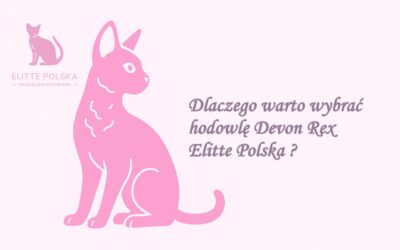 Dlaczego warto wybrać hodowlę Devon Rex Elitte Polska?