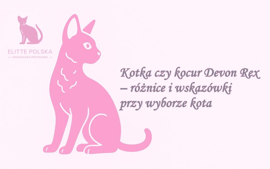 Kotka czy kocur Devon Rex – różnice i wskazówki przy wyborze kota
