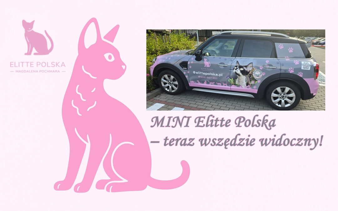 MINI Elitte Polska – teraz wszędzie widoczny!