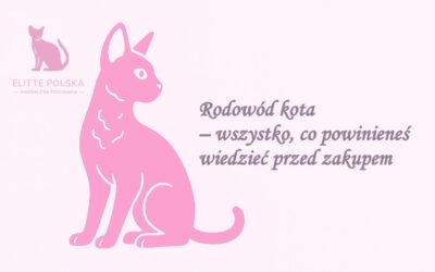 Rodowód kota – wszystko, co powinieneś wiedzieć przed zakupem