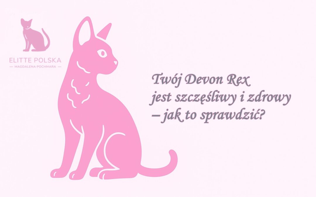 Twój Devon Rex jest szczęśliwy i zdrowy – jak to sprawdzić?