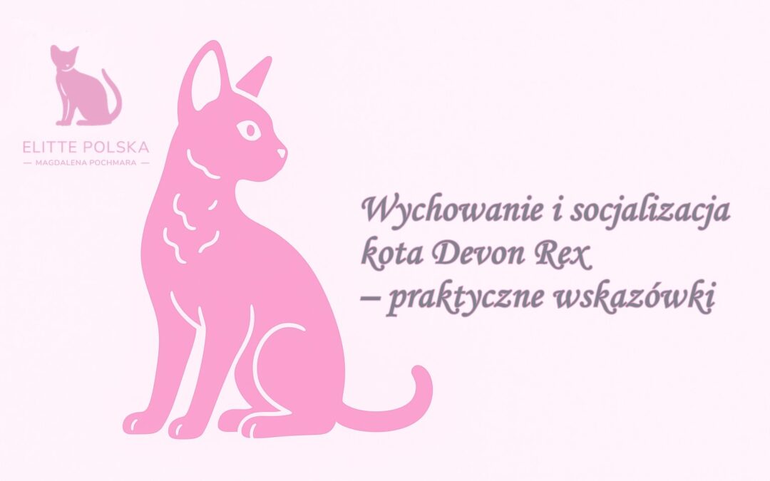 Wychowanie i socjalizacja kota Devon Rex – praktyczne wskazówki