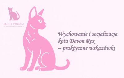Wychowanie i socjalizacja kota Devon Rex – praktyczne wskazówki