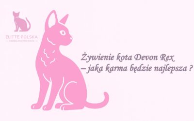 Żywienie kota Devon Rex – jaka karma będzie najlepsza?