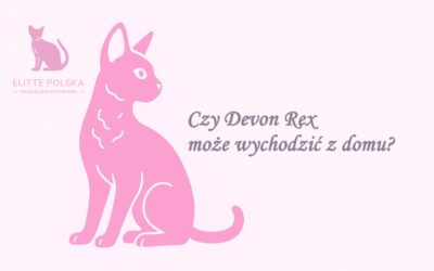 Czy devon rex może wychodzić z domu ?