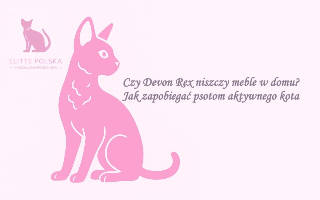 Czy Devon Rex niszczy meble w domu Jak zapobiegać psotom aktywnego kota